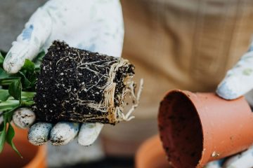 Setveni koledar za februar: kdaj sejati, presajati in čemu se izognite