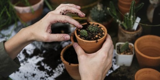 Pri presajanju sobnih rastlin marsikdo naredi isto napako z zemljo