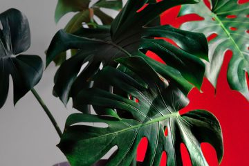 Štiri kombinacije sobnih rastlin, ki skupaj uspevajo bolje in polepšajo dom