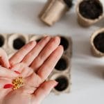 Sajenje semena v januarju