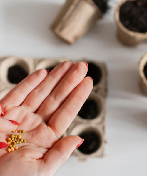 Korak, ki ga pametni vrtičkarji nikoli ne preskočijo – in zato imajo močnejše sadike