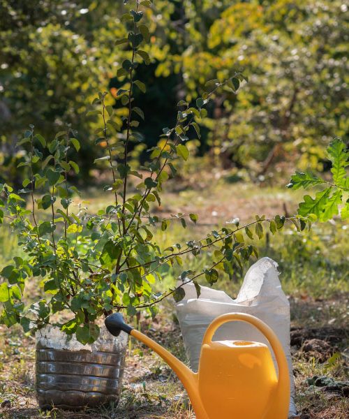 Načrt za nov sadovnjak: 5 odpornih sort, ki jih je najbolje posaditi letos