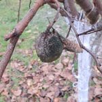 Suhi plodovi, mumije