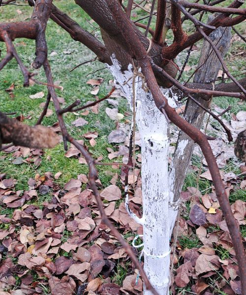 Edino opravilo na sadnem drevju, ki ga morate narediti še pred koncem januarja