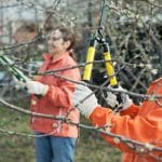 Zimska rez sadnega drevja
