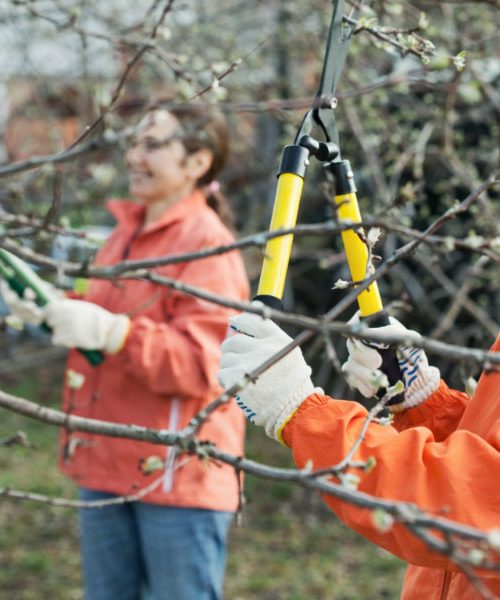 Zimska rez sadnega drevja: napake, ki jih delamo skoraj vsi