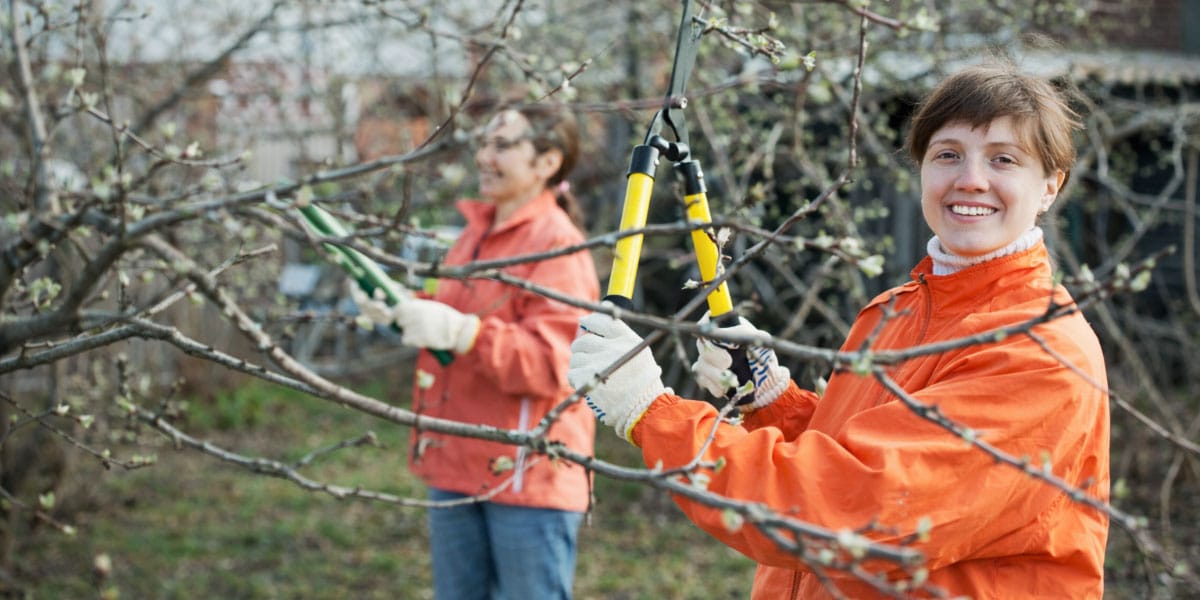 Zimska rez sadnega drevja