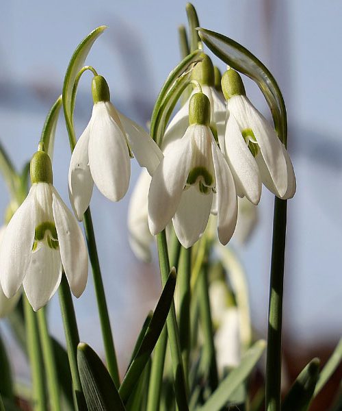 V slovenski Istri že cvetijo, po prvi odjugi pa bodo tudi drugje – zvončki