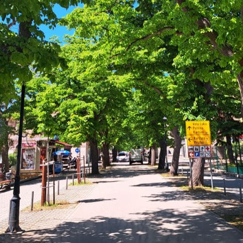 Junij je dobil ime po lipi, na Korčuli pa stoji drevored, ki diši skoraj kilometer daleč
