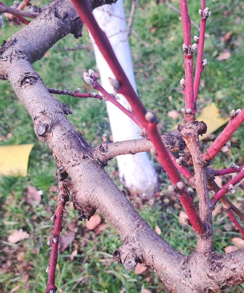 Če tega ne storite februarja, bo kodravost uničila vse breskve