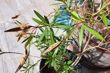 Kdaj je treba limono, oleander in druge lončnice umakniti na toplo?