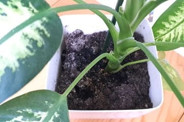 Sobne rastline, ki rastejo presenetljivo hitro in ne zahtevajo veliko nege