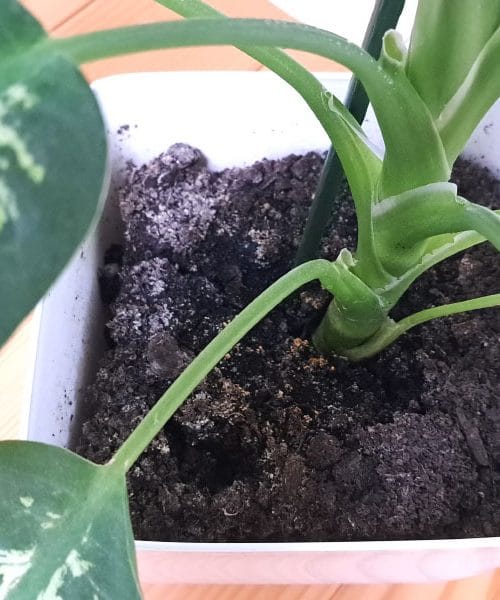 Sobne rastline, ki rastejo presenetljivo hitro in ne zahtevajo veliko nege