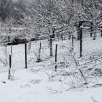 Kako vpliva sneg na sadovnjak?