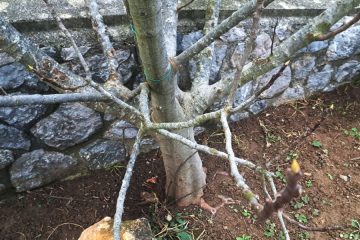 Tako morate obrezati figo v februarju, da bo poleti bogato obrodila