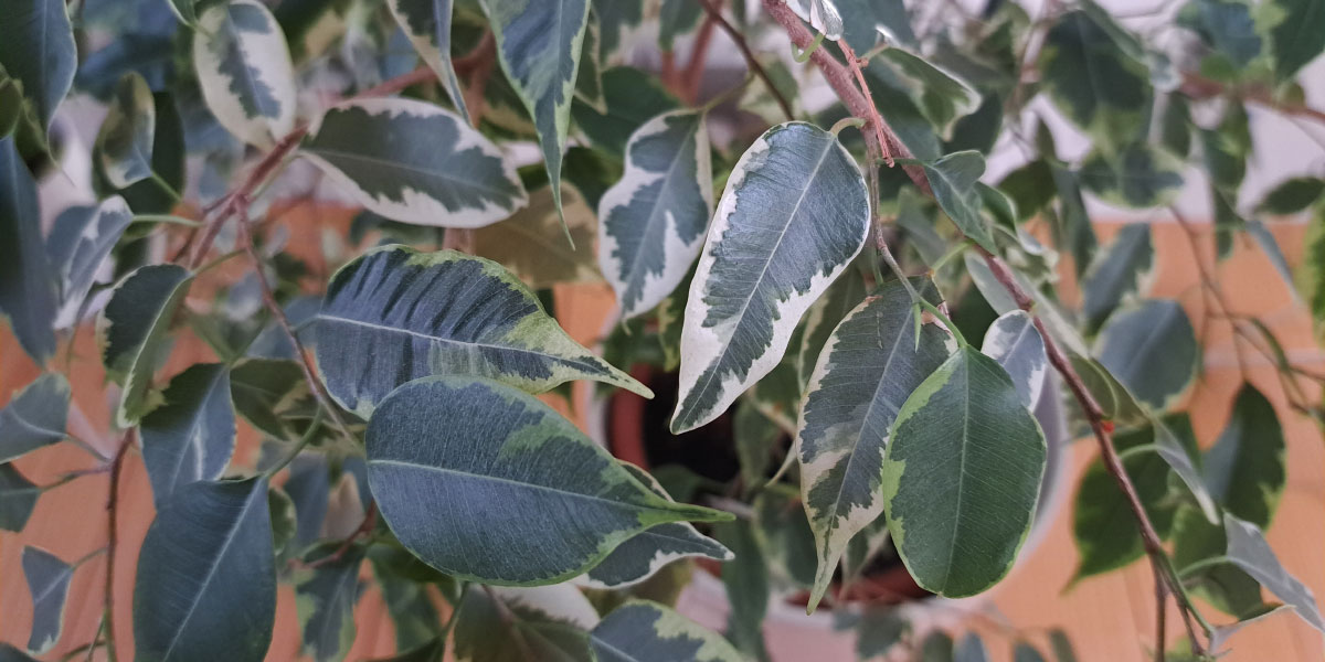 Kavne usedline za rože? Teh šest sobnih rastlin je nikakor ne prenaša