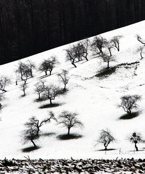 Stara sadna drevesa lahko rešimo: februar je ključen mesec za obnovo sadovnjaka
