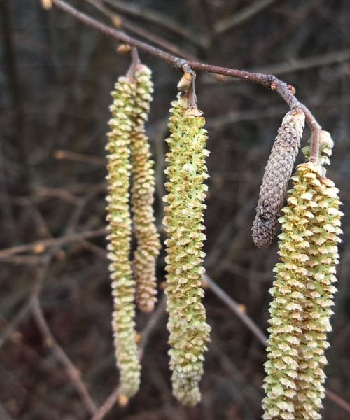 Leskove mačice: kako jih lahko uporabite doma, na vrtu in v kuhinji