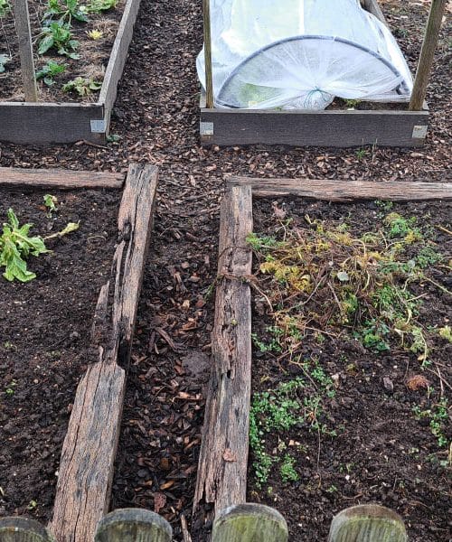 Ena napaka pri načrtovanju vrta, ki vam lahko vzame pridelek