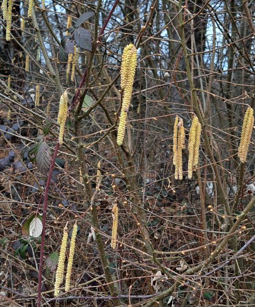 Začela je cveteti leska – alergiki bi lahko prve simptome občutili že zdaj