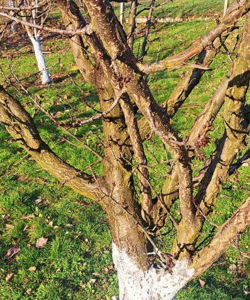 Breskve, nektarine in marelice so v kritični fazi: zdaj odločate o letini