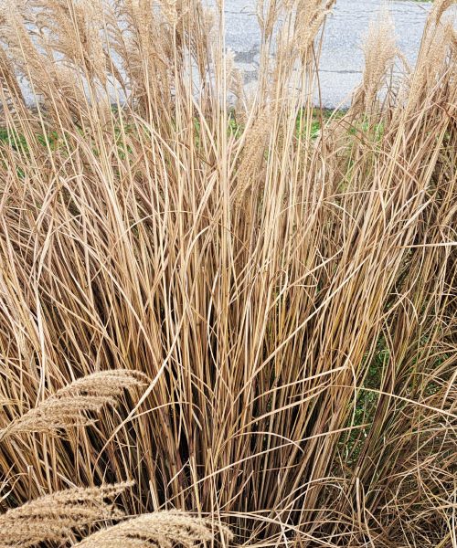 Ta okrasna trava lahko nadomesti lubje na vrtu – in to skoraj zastonj