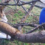 Obrezovanje češnje