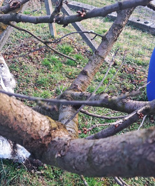 Češnjo je najbolje obrezati po obiranju – razlog, ki ga je poznala že stara generacija