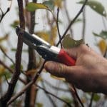 Obrezovanje drevesa in smola