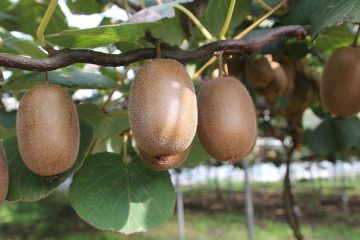 Obrezovanje kivija: kdaj, kako in koliko, da bo pridelek bogat