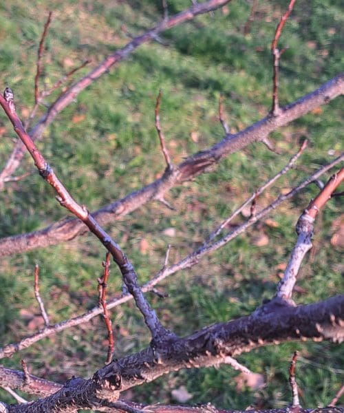 Marelice spomladi: ali jih obrezovati ali pustiti pri miru?