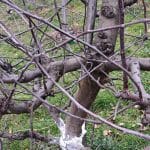 Obrezovanje vej, kup vej