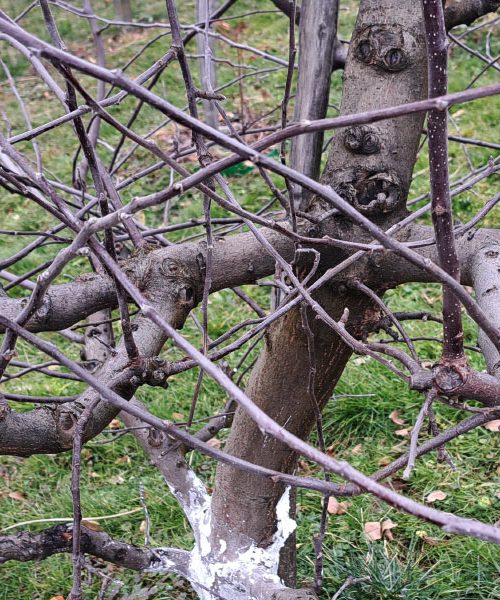 Kako lahko z enim kupom vej pomagate koristnim živalim