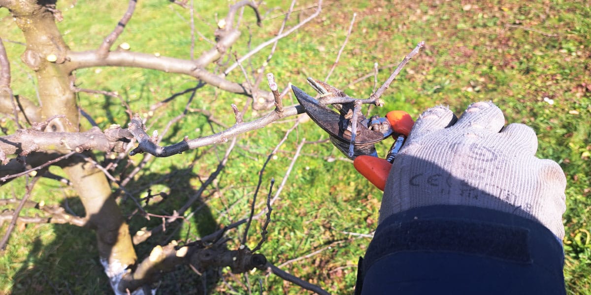 Napake pri obrezovanju vej