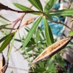 Oleander je zacvetel