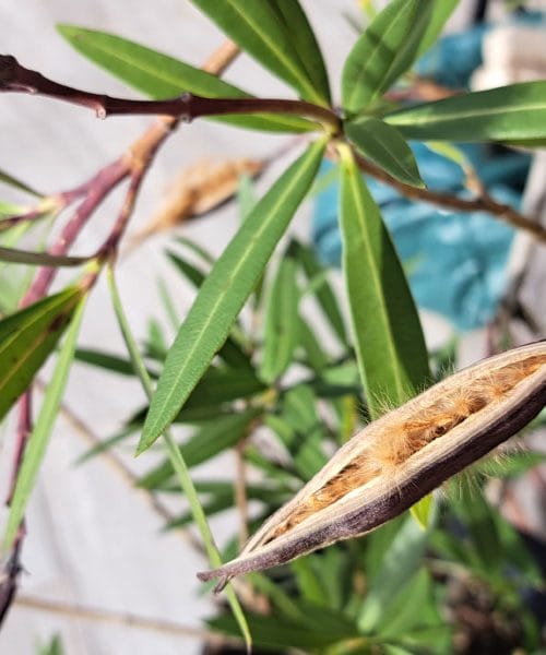 Oleander je odcvetel – lahko vzgojite novo rastlino ali je to lahko past?