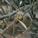 Olive, sorta Štorta