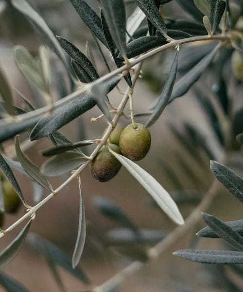 Sajenje oljk na morju: je sorta Štorta prava izbira za vlaganje in peko?
