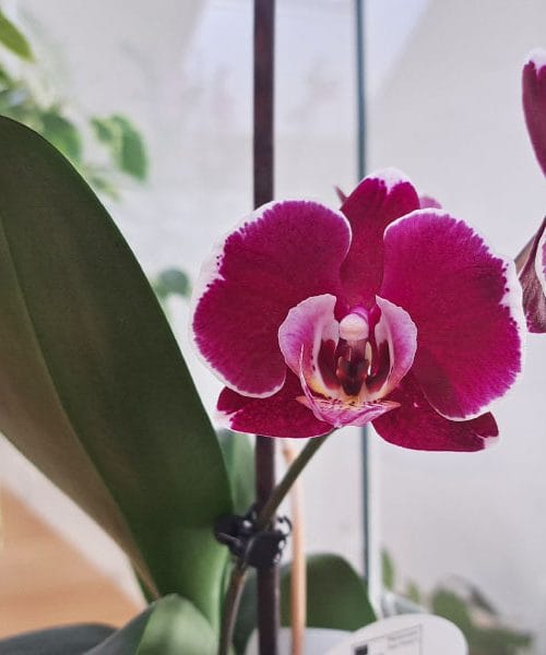 Orhideja brez cvetov? Tako usmerite novo cvetno steblo za razkošno cvetenje