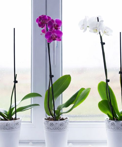 Orhideja noče več cveteti? Ena sprememba prostora lahko naredi razliko