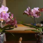 Kaj narediti, če se orhideja suši