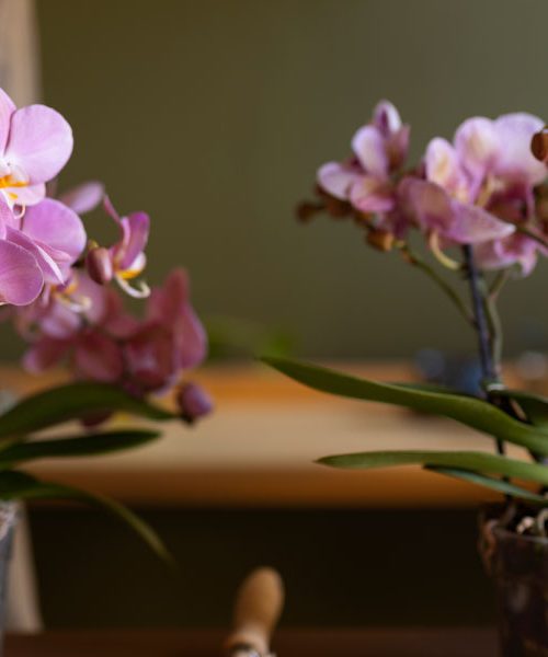 Kako oživiti skoraj odmrlo orhidejo: trik, ki lahko reši vašo najlepšo lončnico