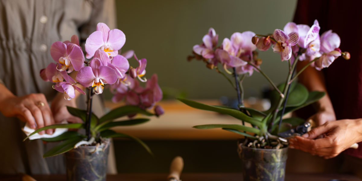 Kaj narediti, če se orhideja suši