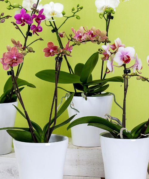 Kako spodbuditi orhideje, da ponovno zacvetijo: preizkušeni nasveti, ki res delujejo