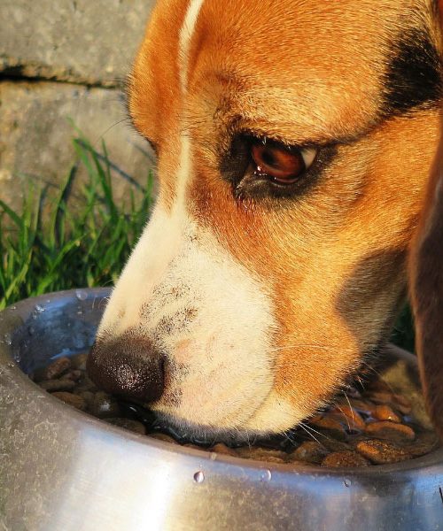 To hrano ima večina doma, a je za pse lahko nevarna