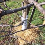 Pet navad v sadovnjaku