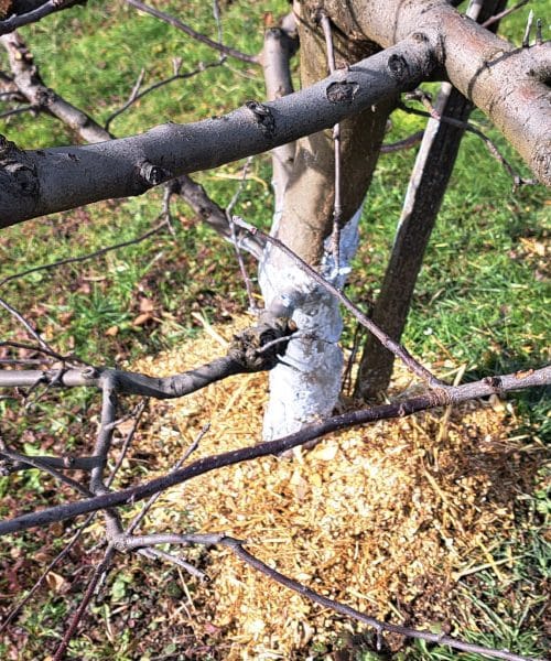 Pet napak, s katerimi nevede uničujete drevesa na svojem vrtu