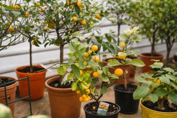 Tako boste doma vzgojili pomaranče in imeli sočne sadeže vse leto
