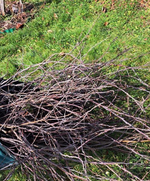 Kako zgodaj je prezgodaj za spomladansko čiščenje vrta? Strokovnjaki opozarjajo