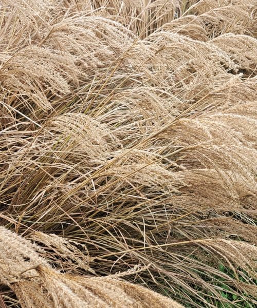 Posušene trave (miskantus) v visoki gredi: pametna rešitev ali napaka?